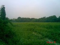 寮东，原生态灌木丛林